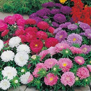 Pompon White Aster Çiçeği Tohumu(50 Tohum)