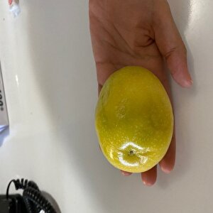 Özel Dev Meyveli Passiflora Edulis Var Flavicarpa Tohumu (300 Tohum)