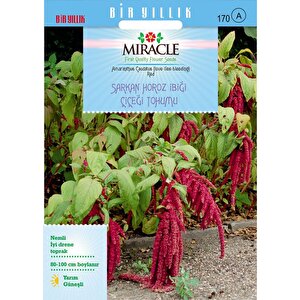 Miracle Sarkan Kırmızı Amaranthus(horoz İbiği) Çiçeği Tohumu( 150  Tohum)