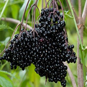 Doğal Karamürver Tohumu (4 Tohum)