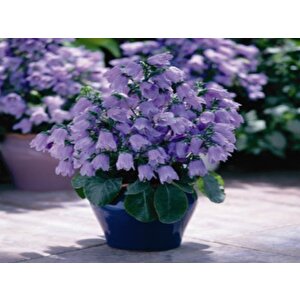İsabella Dark Blue Çan Çiçeği Tohumu (100 Tohum)