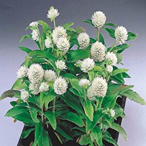 Gomphrena Globosa Beyaz Medine Çiçeği Tohumu(50 Tohum)