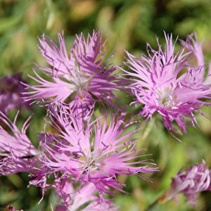 Dianthus Superbus Rose Bol Kokulu Karanfil Çiçeği Tohumu(100 Adet)