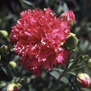 Chabaud Pure Rose Karanfil Çiçeği Tohumu(70 Adet)
