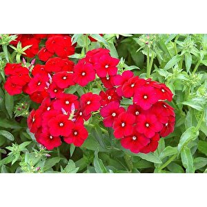 Red Love Floks Çiçeği Tohumu(100 Tohum)