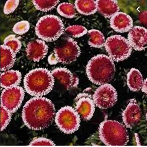 Pompon Hi-no-maru Aster Çiçeği Tohumu(50 Tohum)