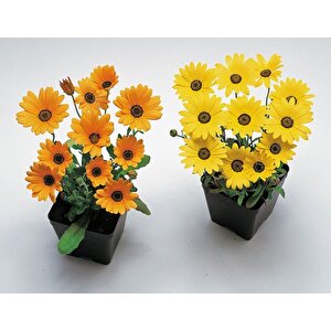 Sarı Golden Yellow Afrika Papatyası Çiçeği Tohumu(30 Tohum)