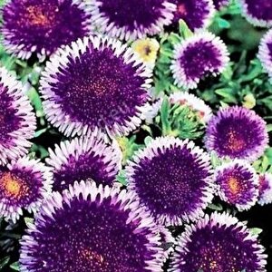 Pompon Blue Moon Aster Çiçeği Tohumu (50 Tohum)