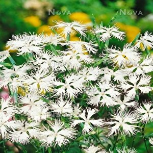 Dianthus Superbus White Bol Kokulu Karanfil Çiçeği Tohumu(100 Adet)