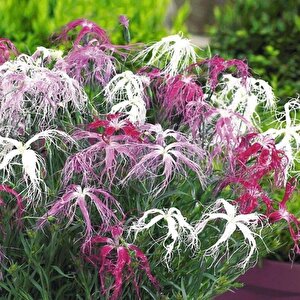 Dianthus Superbus White Bol Kokulu Karanfil Çiçeği Tohumu(100 Adet)