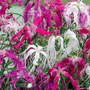 Dianthus Superbus White Bol Kokulu Karanfil Çiçeği Tohumu(100 Adet)
