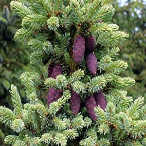 Picea Likiangensis Çin Ladini Tohumu (10 Tohum)