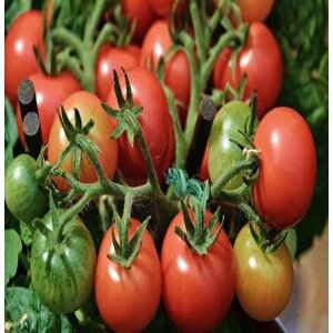 Ata Tohumları Geleneksek Pinpon Çeri(chery) Domates Tohumu(20 Tohum)