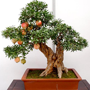 Bonsai İçin Uygun Süs Narı Tohumu (50 Adet)