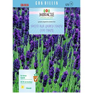 Miracle Hidcote Blue Lavanta Tohumu (100 Tohum)