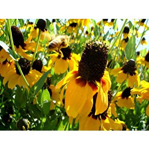Golden Rudbekya(rudbeckia)güneş Şapkası  Çiçeği Tohumu(100 Tohum)