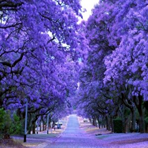 Jacaranda(jakaranda) Ağacı Tohumu(5 Tohum)