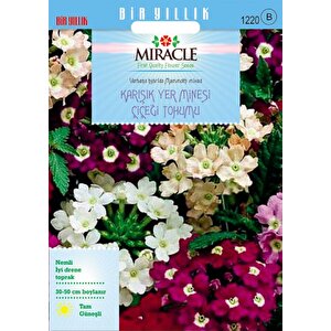 Miracle Karışık Renkli Yer Minesi (verbena) Çiçeği Tohumu (100 Tohum)