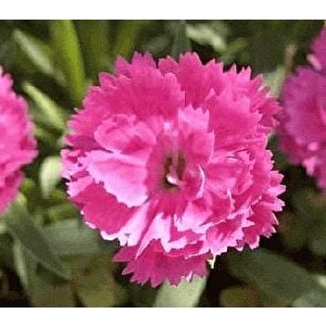 Çin Pembesi Dianthus Çiçeği Tohumu(50 Tohum)