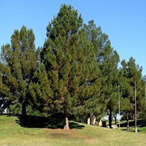 Pinus Elderica İran Çamı Tohumu (10 Tohum)