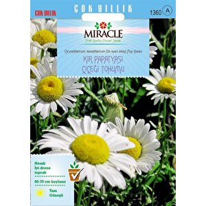 Miracle Krizantem Kır Papatyası Çiçeği Tohumu (100  Tohum)