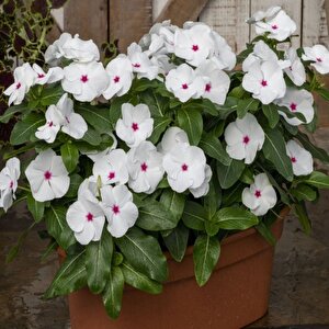Vinca Rosea Bright Eyes Rozet Çiçeği Tohumu (20 Tohum)