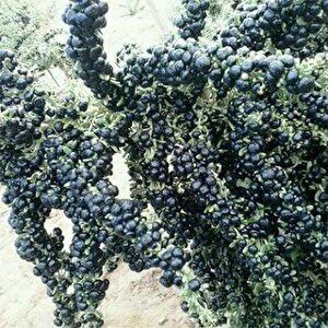 Nadir Siyah Goji Berry Tohumu (5 Adet)