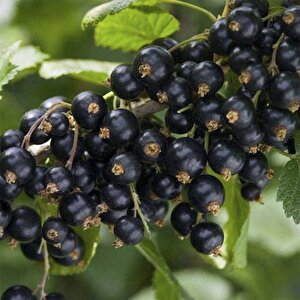 Nadir Siyah Goji Berry Tohumu (5 Adet)