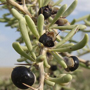 Nadir Siyah Goji Berry Tohumu (5 Adet)