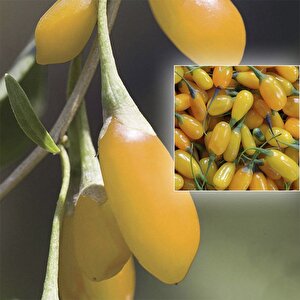 Amber Sweet Altuni Sarı Goji Berry Tohumu (1000 Tohum)
