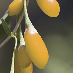 Amber Sweet Altuni Sarı Goji Berry Tohumu (1000 Tohum)