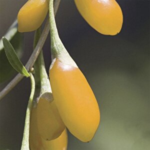 Amber Sweet Altuni Sarı Goji Berry Tohumu (1000 Tohum)
