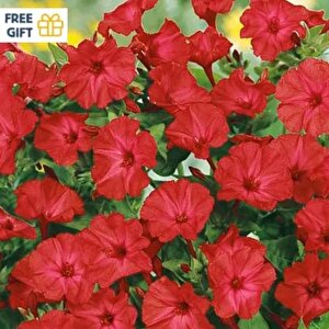 Bright Red Akşam Sefası Çiçeği Tohumu(20 Tohum)