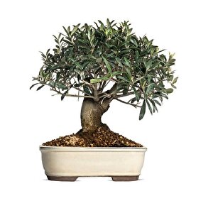 Bonsai İçin Uygun Zeytin Tohumu (5 Tohum)