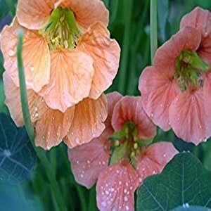 Tropaeolum Single Apricot Latin Çiçeği Tohumu (10 Adet)