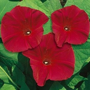 Dev Çiçekli İpomea Scarlett O’hara Japon Gündüz Sefası Çiçeği(5 Tohum)