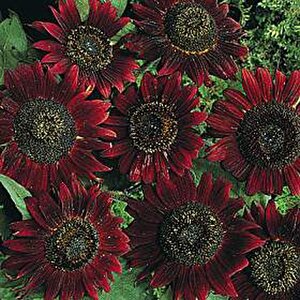 Dark Red Ayçiçeği Tohumu(10 Tohum)