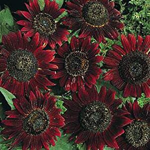 Dark Red Ayçiçeği Tohumu(10 Tohum)