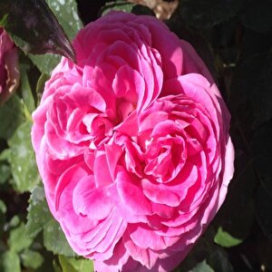 Kokulu Pink Quen Pembe Renkli Sarmaşık Gül Tohumu (5  Tohum)