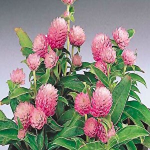 Gomphrena Globosa Pembe Medine Çiçeği Tohumu(50 Tohum)