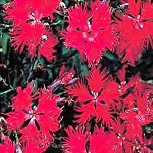 Dianthus Superbus Red Bol Kokulu Karanfil Çiçeği Tohumu(100 Adet)
