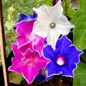Dev Çiçekli İpomea Nil Kikyo Zaki Mixed Japon Gündüz Sefası Çiçeği(5 Tohum)