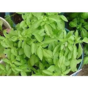 Dik Gelişen Limon Fesleğen Tohumu(100 Tohum)