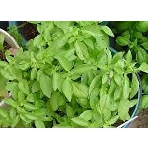 Dik Gelişen Limon Fesleğen Tohumu(100 Tohum)
