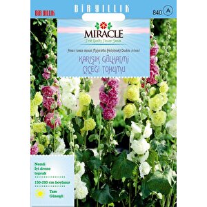 Miracle Karışık Renkli Katmerli Gül Hatmi Çiçeği Tohumu (40 Tohum)