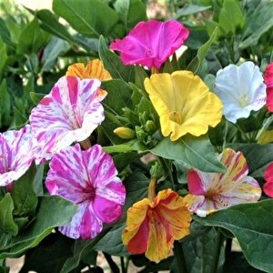 Bicolor Mixed Akşam Sefası Çiçeği Tohumu(20 Tohum)