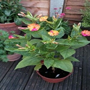 Bicolor Mixed Akşam Sefası Çiçeği Tohumu(20 Tohum)