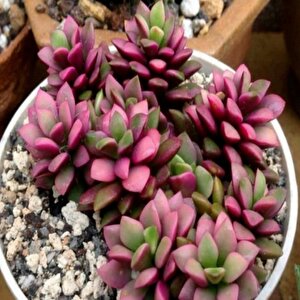 Anacampseros Telephiastrum Variegata Sukulent Tohumu (5 Tohum)
