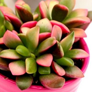 Anacampseros Telephiastrum Variegata Sukulent Tohumu (5 Tohum)