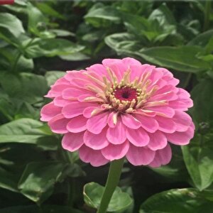 Super Yoga Rose Zinya Çiçeği Tohumu(40 Tohum)